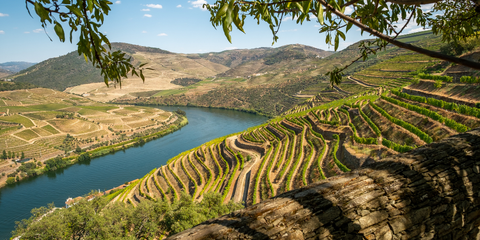 Alvarinho vs Albariño: 1 Grape, 2 Countries, Two Very Different Wines