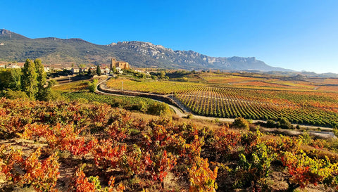 Crianza vs Reserva vs Gran Reserva: Rioja Explained