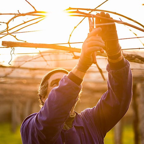 Attis Bodegas Y Vinedos Sitta Maceration Orange Wine