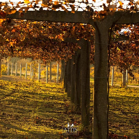 Attis Bodegas Y Vinedos Sitta Maceration Orange Wine